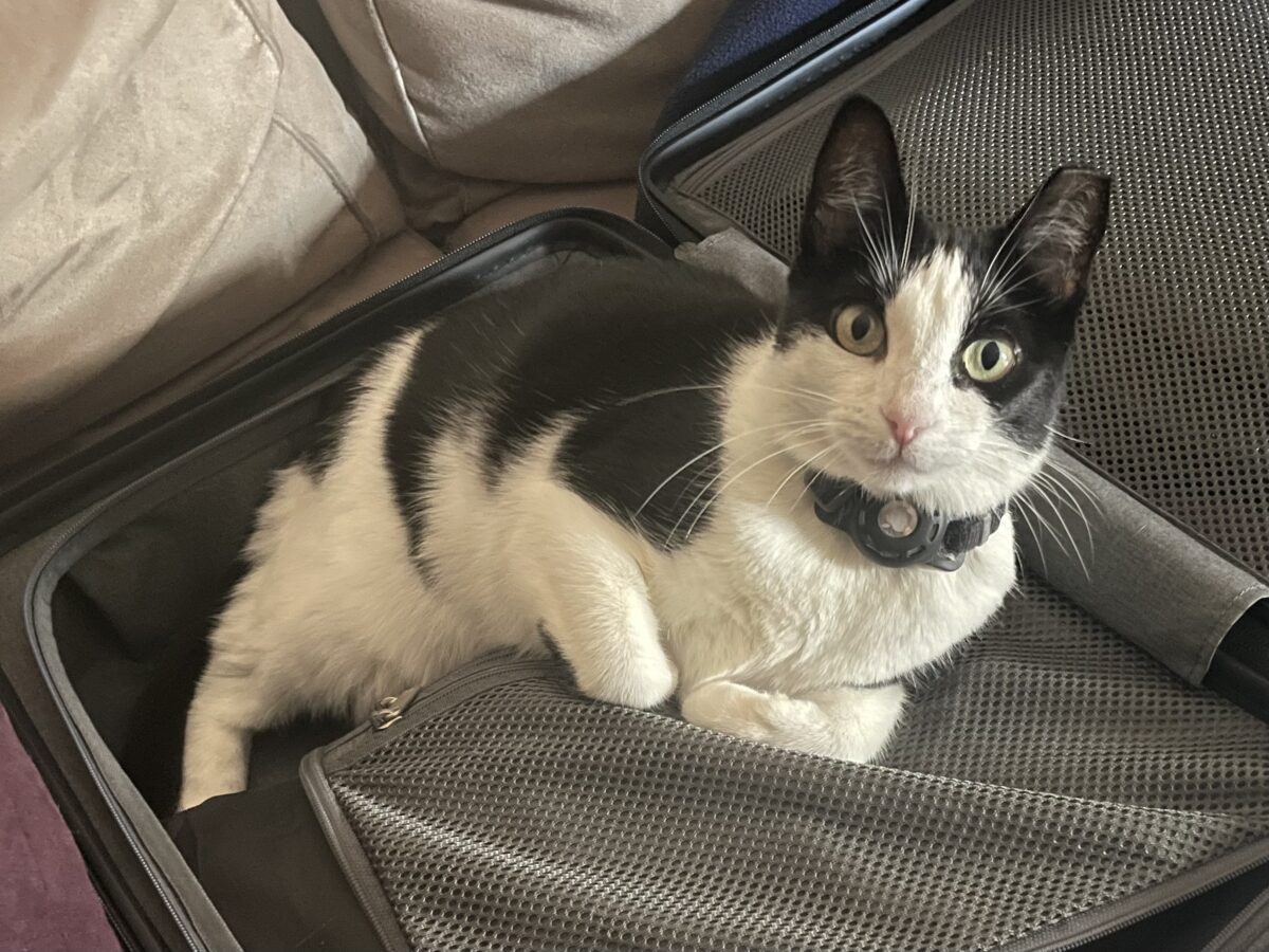 A black and white cat is curled up in a suitcase looking very attentively at the camera